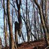 See the famous Deer Tree on the Oak Trail at Flag Rock Area Trails.