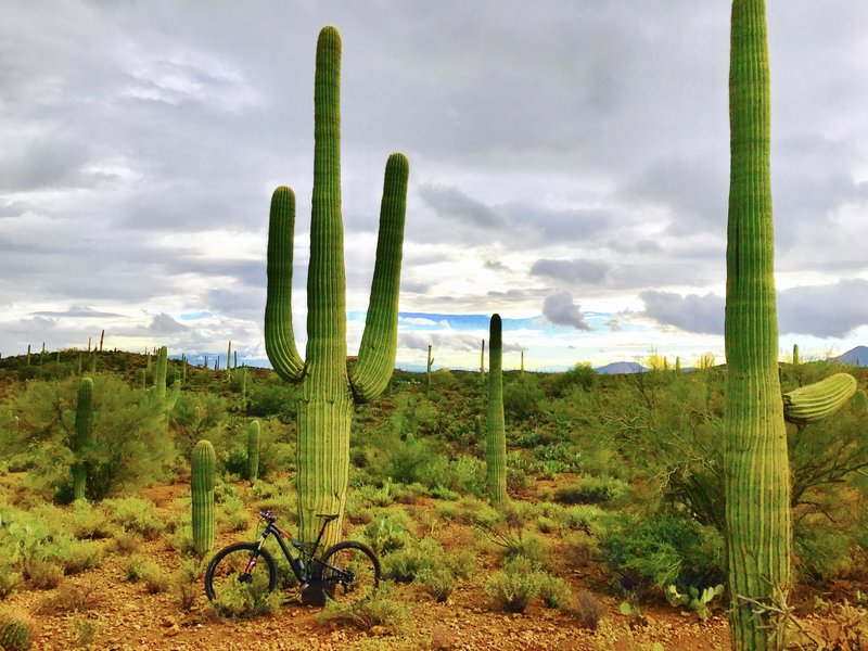 Saguaro! Along the Red Tail Ridge.