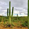 Saguaro! Along the Red Tail Ridge.