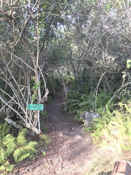 Entrance to Ptero Fight section of trail, lots of roots to fly through.