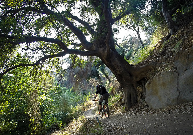 One of the flowy sections along the El Prieto Trail.