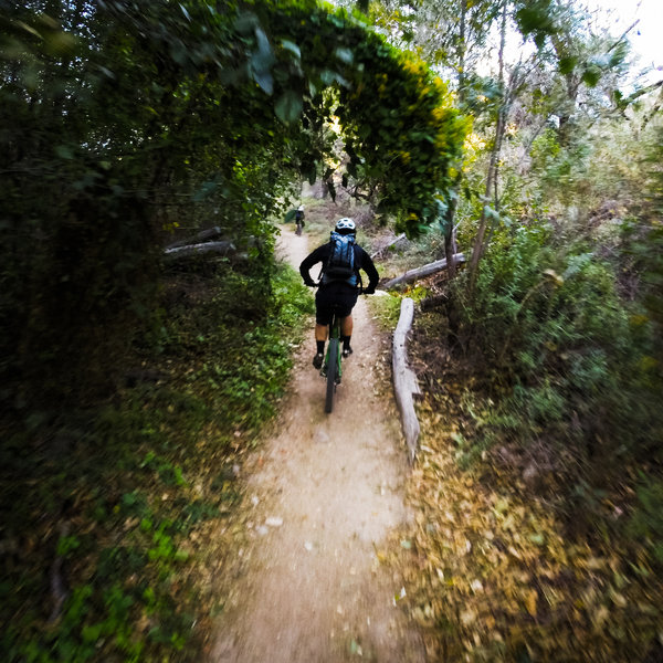 Typical of the singletrack along the Gabrielino Trail trail and the Arroyo.