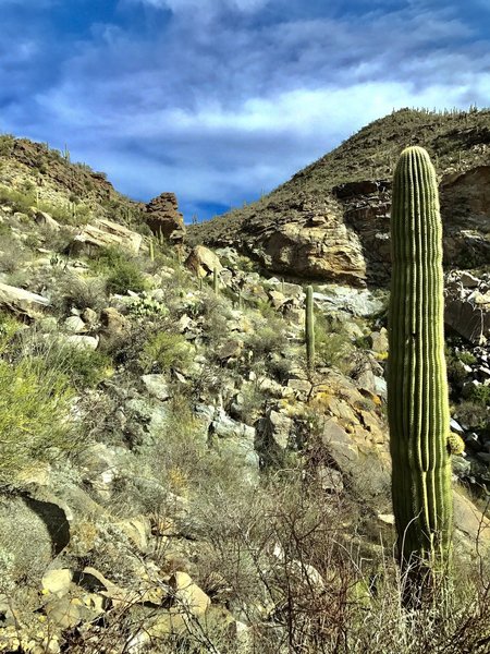 Looking up the canyon from the Wild Burro Trail.