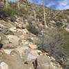 Some of the easier rock sections along Wild Burro.