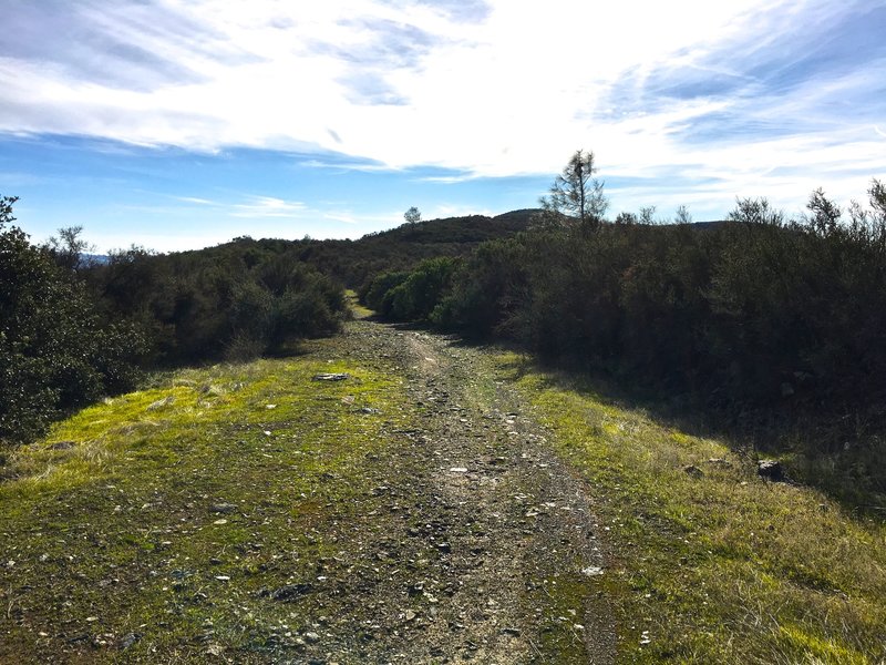 The trail is lush and green through this section near the top.