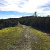 The trail is lush and green through this section near the top.