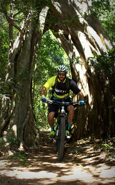 Riding through a tree is just one of many exciting features at Jaguarundi.