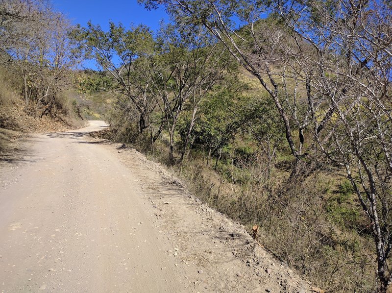 A mountain looms behind you when looking back towards El Jorullo near the treeline.