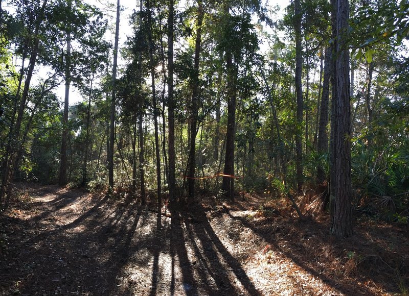 Morning sun peeks through the trees on Pine Needle Punch!