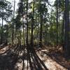 Morning sun peeks through the trees on Pine Needle Punch!