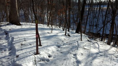 Trail meeting at the top of a hill. Go right to continue or go left to skip that last two loops.
