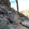 Watch out! Saguaro cactus ahead!