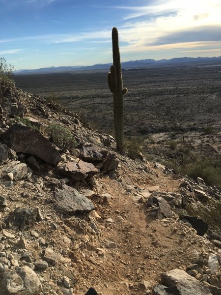 One of many downhill features on the Estrella Foothills Loop.