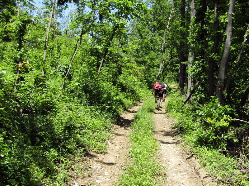Pedaling through the amazing forest near Tronoša.