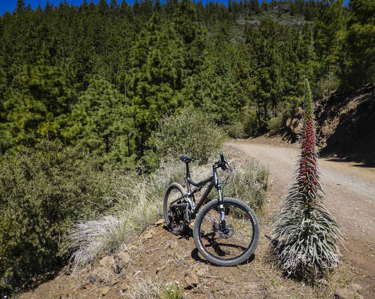 You'll encounter a number of these strange cactus-like plants on the forest roads around Vilaflor on the south side of Tenerife. Sort of reminds me of a Christmas tree.