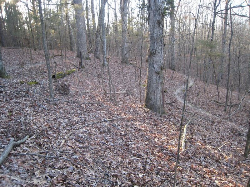 Leaf covered switchbacks on the North Loop.