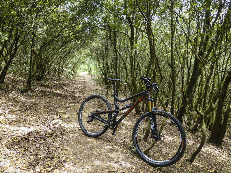 A "tunnel" on the singletrack portion of the Alta Via di Cinque Terre trail.