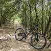 A "tunnel" on the singletrack portion of the Alta Via di Cinque Terre trail.