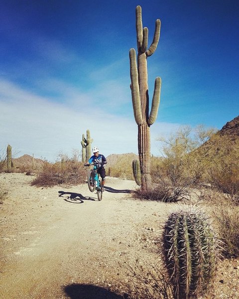 A rider wheelies beside a monster saguaro.