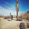 A rider wheelies beside a monster saguaro.