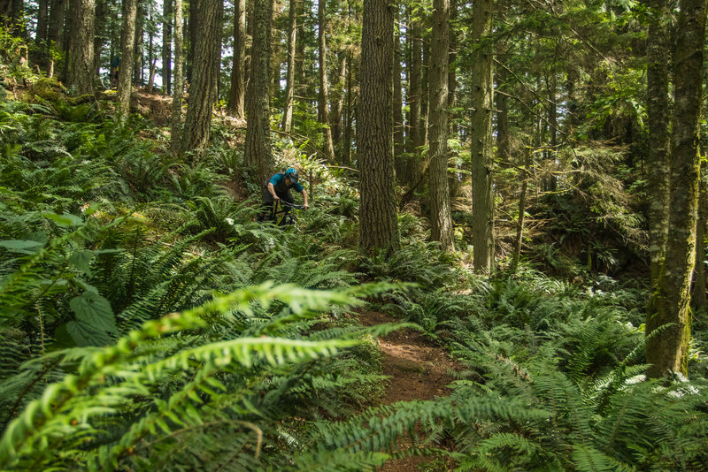 Cody Olsen flies through the ferns in Jurassic Park.