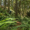 Cody Olsen flies through the ferns in Jurassic Park.