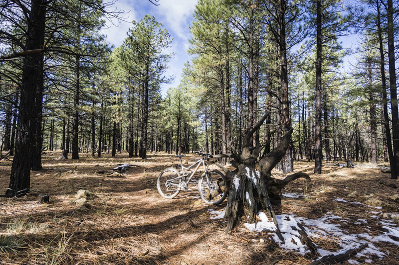 Arizona Trail singletrack flows through a forest recovering from a recent fire near the Grand Canyon.