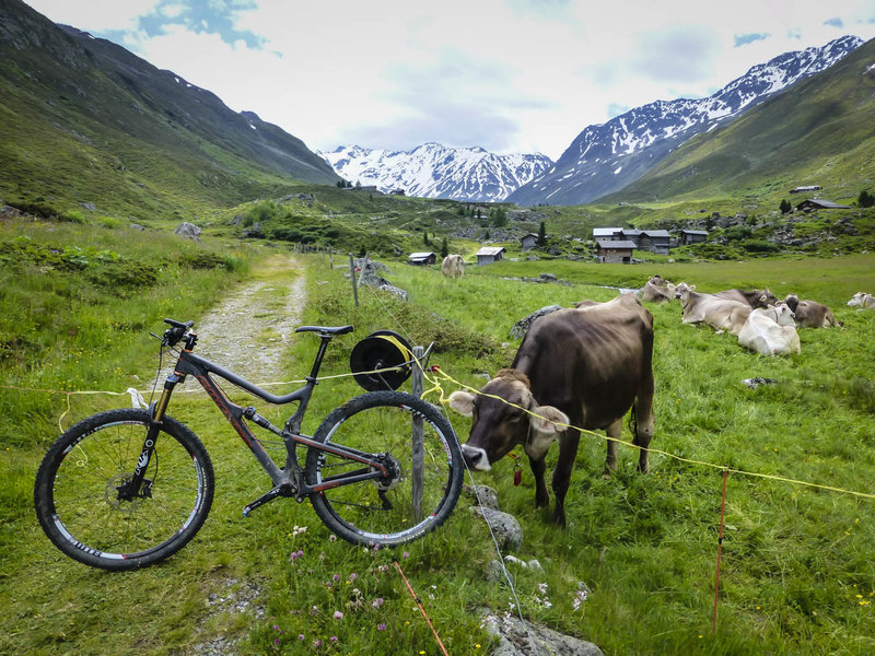 You may encounter friendly wildlife along the trails in Davos. You'll learn quickly how to open and close the gates without getting shocked.