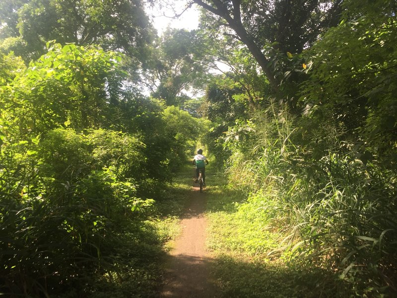 Nuvali Trail 2's dense vegetation makes for a magnificent experience.