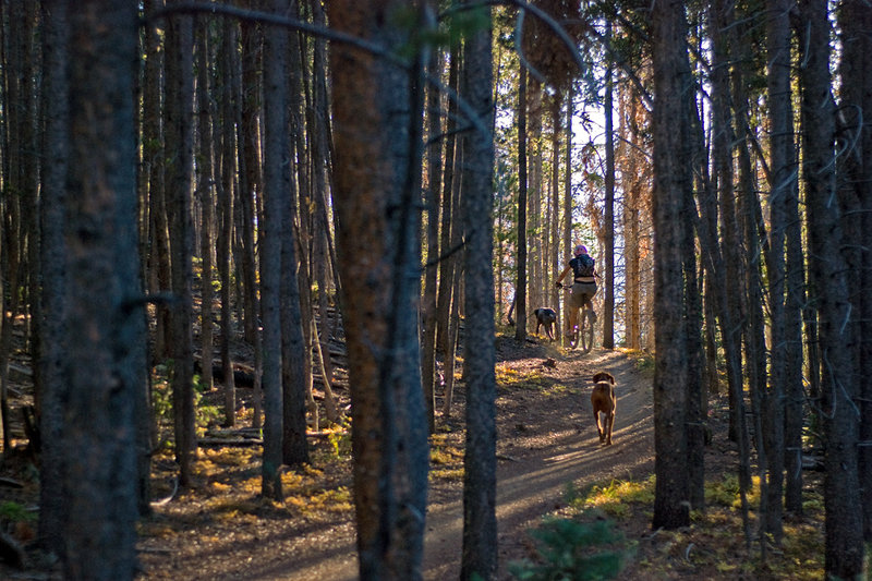 A pedaler and her pooches soak up the last rays of summer on the Colorado Trail.