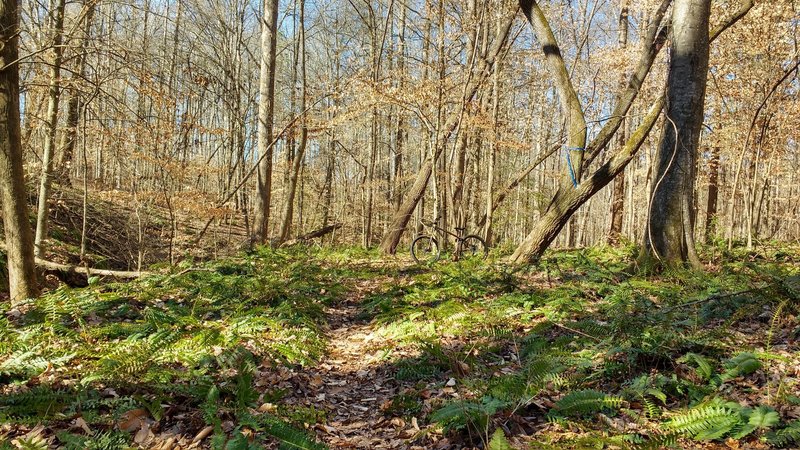 The forest floor teems with ferns along the Blue Bar Trail.