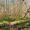 The forest floor teems with ferns along the Blue Bar Trail.