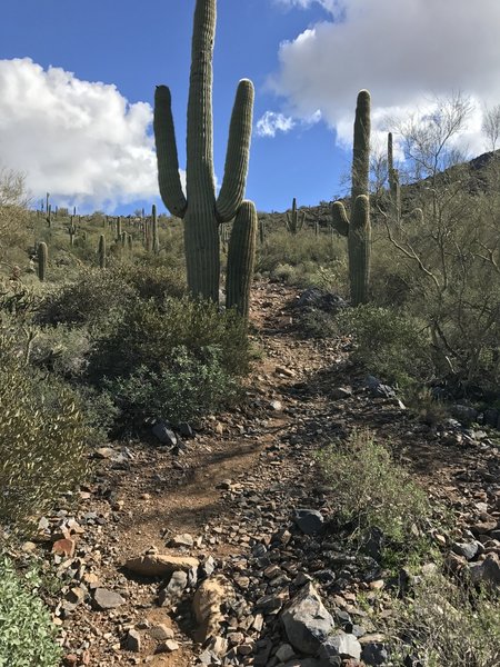 The rocky trail continues almost all the way to Windgate Pass.