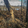 Beavers have been working along Sloop John B where the trail meets the Wabash.