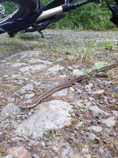 Beware of snakes on trail!