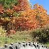 Getting ready to hit the Jenksville State Forest trails and the leaves are going off!