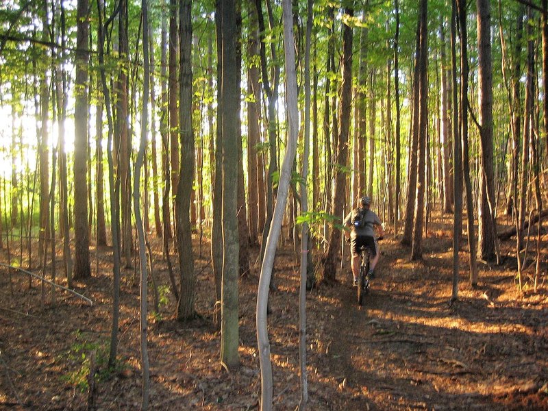 Rooty cross-country-singletrack bliss awaits in Oakley Corners State Forest.