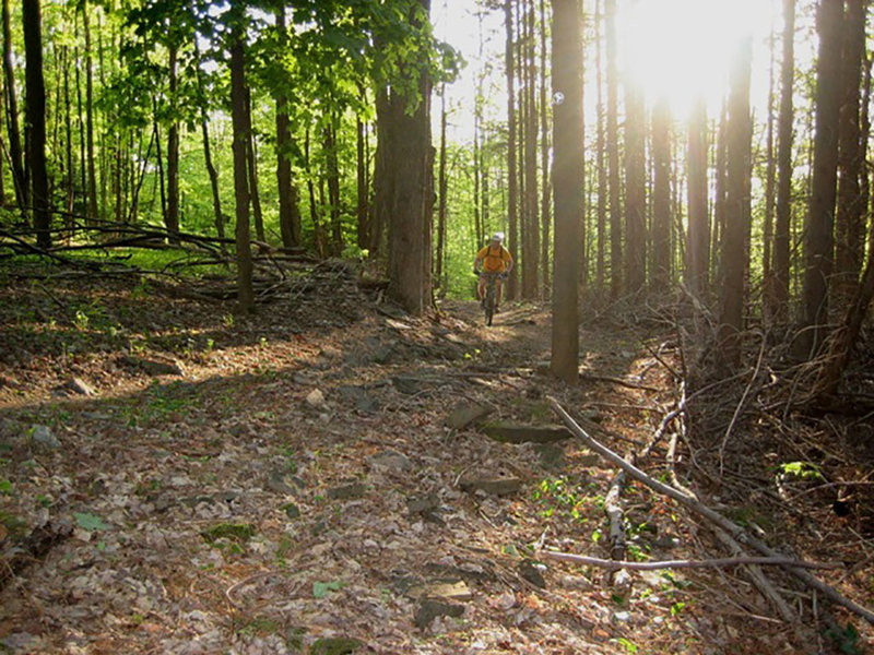 A rider cruises along the blue trails in Jenksville State Forest.