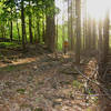 A rider cruises along the blue trails in Jenksville State Forest.