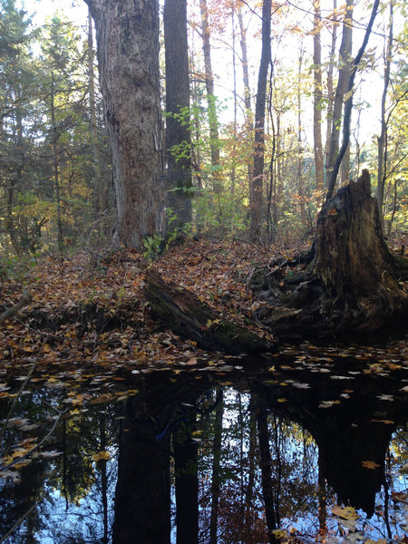 A small vernal pool collects alongside Red 1 in Jenksville State Forest.