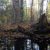 A small vernal pool collects alongside Red 1 in Jenksville State Forest.