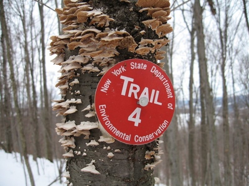 A NYS DEC trail marker denotes Red 4 in Jenksville State Forest.