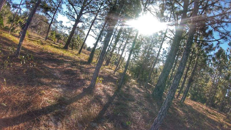 Dance through the pines on Lokosee Loop!