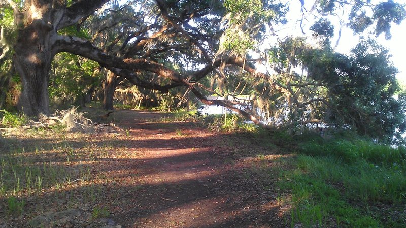 Live oak stand alongside Piney Z Lake.