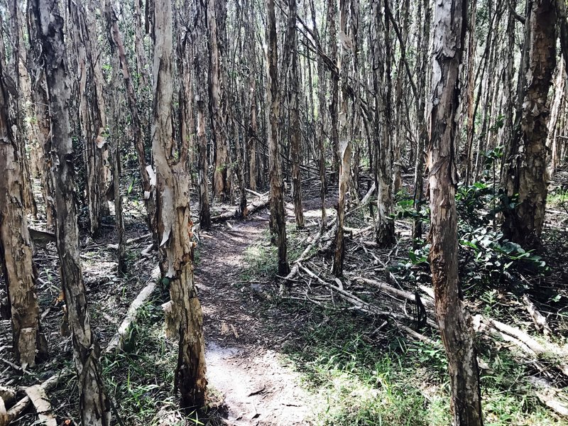 Melaleuca Row will test your handling skills if you have wide bars.