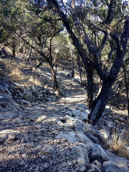 The terrain through which the Camp Eagle - Zip Trail passes is rocky and more technical.