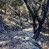 The terrain through which the Camp Eagle - Zip Trail passes is rocky and more technical.