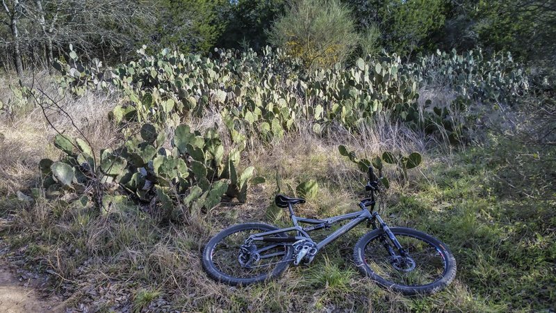 Hill Country State Natural Area was a former ranch, but I think it was a cactus farm.