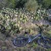 Hill Country State Natural Area was a former ranch, but I think it was a cactus farm.