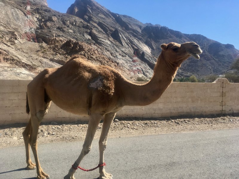 Friendly local fauna greets me along the Trans Hajar route.